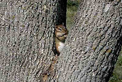 Chipmunk eating peanuts.