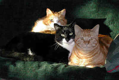 Three cats relaxing