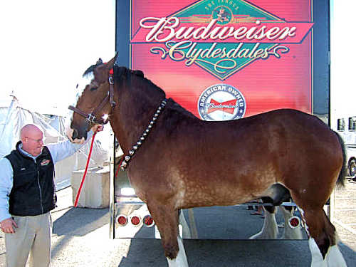 Bells on a Budweiser clydesdale