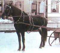Sleigh and horse with neck and body bells